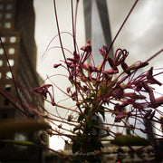 RIGHT IN FRONT OF YOU - SchimJolie